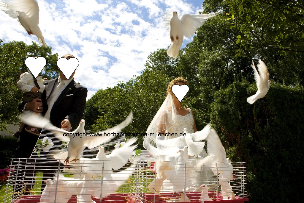 weisse Tauben Weiß Taube Hochzeit tauben muenchen Hochzeit weiße tauben